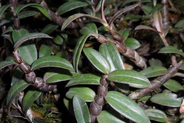 紫皮石斛種植技術