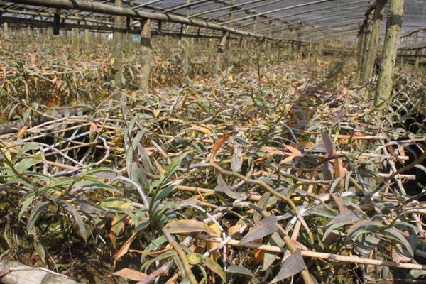 紫皮石斛種植技術