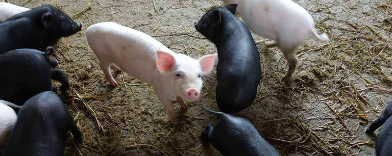 哪里有豬仔出售