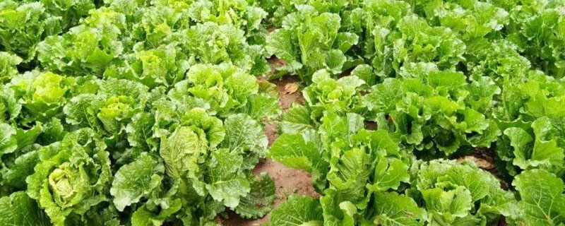 早春露地白菜種植技術(shù)