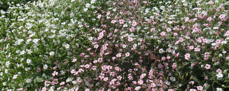 滿天星種子種植方法和注意事項