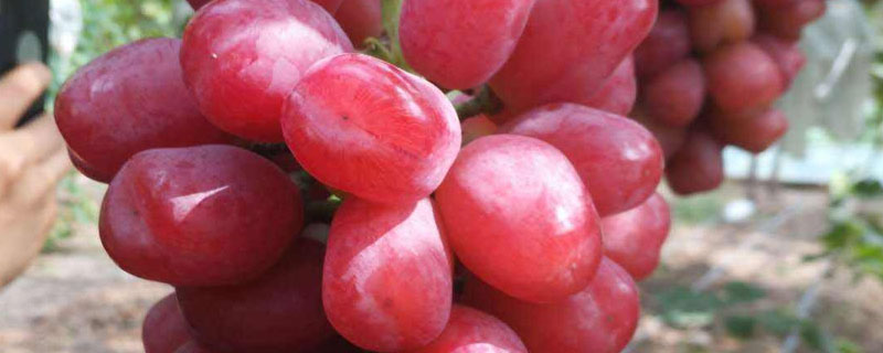 浪漫紅顏葡萄品種介紹