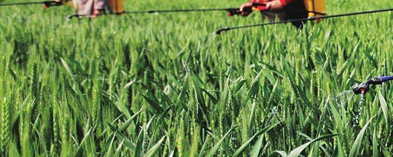 小麥追肥時間及注意事項