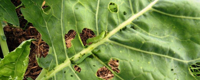 病蟲害防治方法