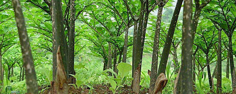 種植魔芋用什么肥料