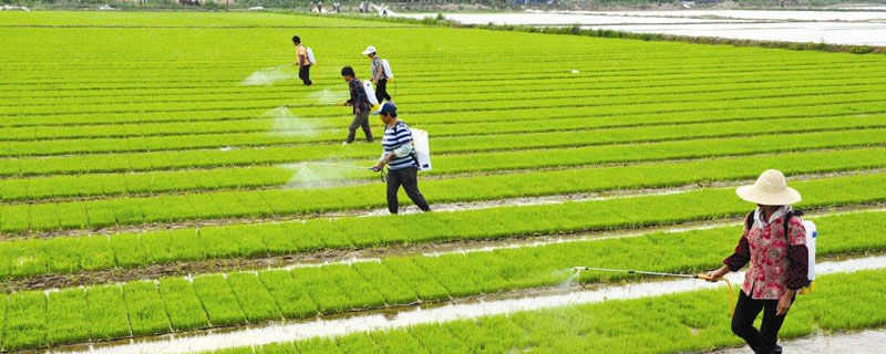 水稻種植的步驟