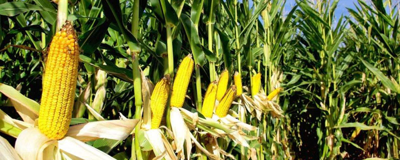 玉米保險賠償標準