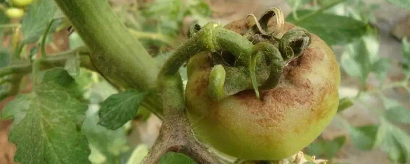 專治晚疫病的藥