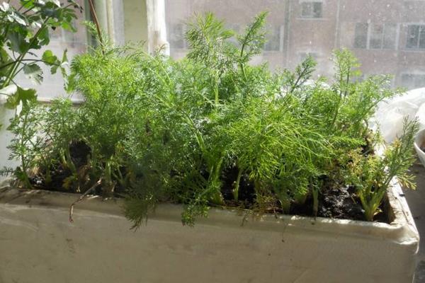 陽臺茴香種植方法