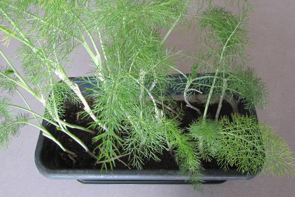 陽臺茴香種植方法