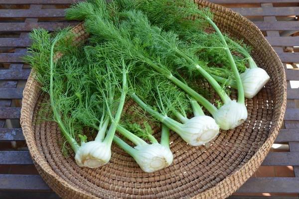 陽臺茴香種植方法