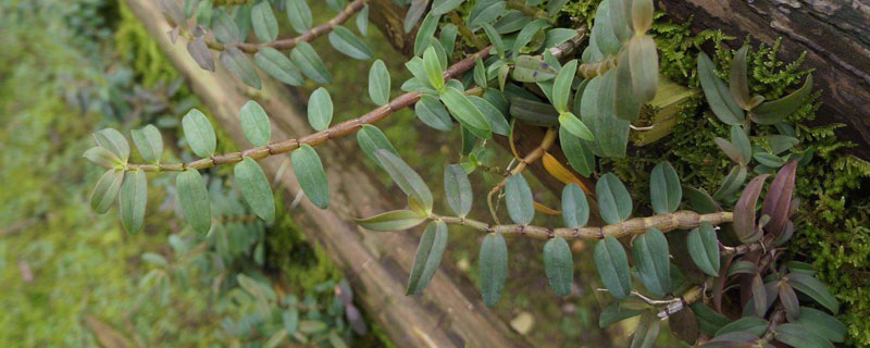 紫皮石斛種植技術