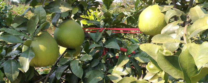 馬家柚種植方法
