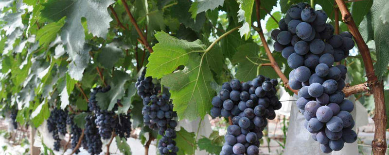 寶光葡萄品種介紹