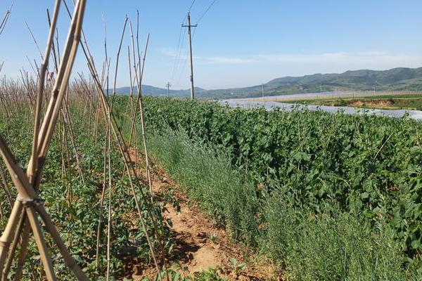 架豆王種植技術和要求