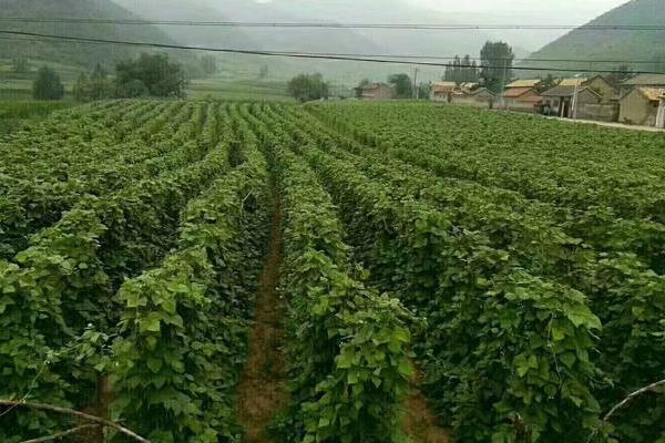 架豆王種植技術和要求