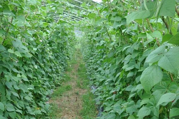 架豆王種植技術和要求