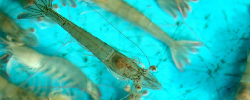 蝦養(yǎng)殖現(xiàn)狀及市場(chǎng)分析