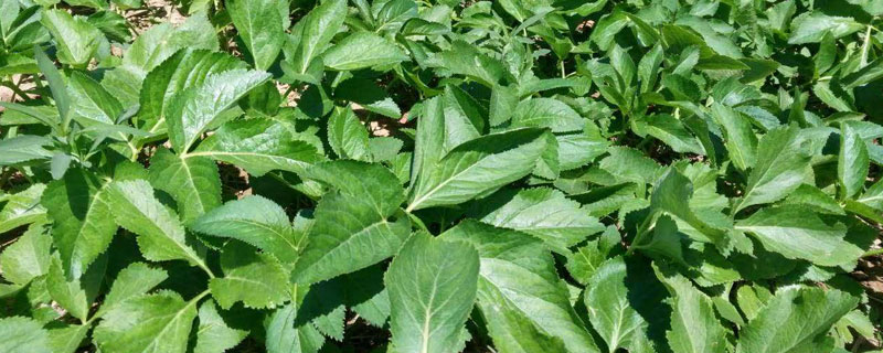 什么藥材適合南方種植