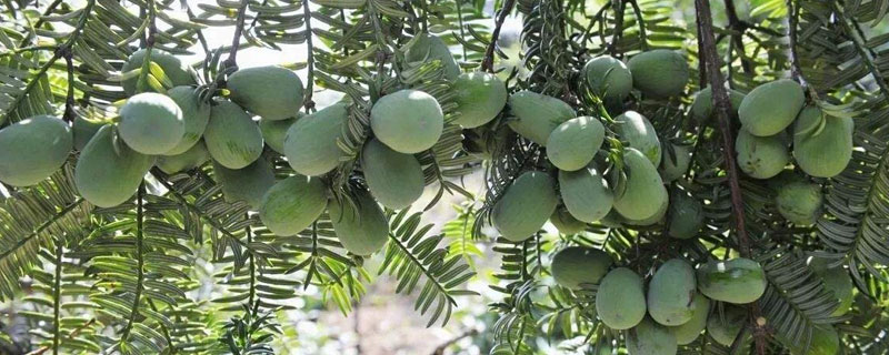 經(jīng)濟(jì)作物種植項(xiàng)目