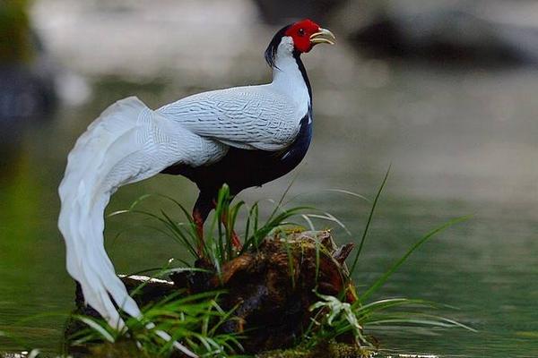 白鷴可以養殖嗎