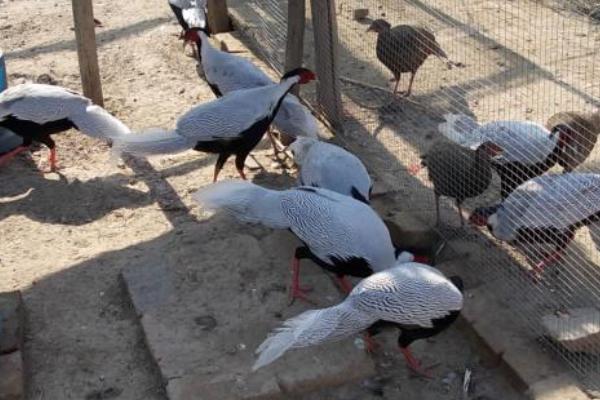 白鷴可以養殖嗎