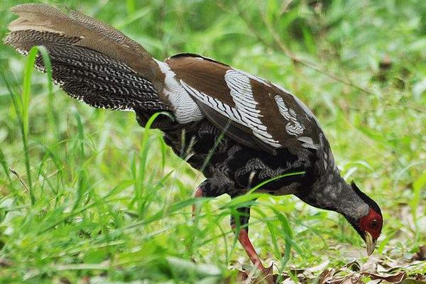 白鷴可以養殖嗎