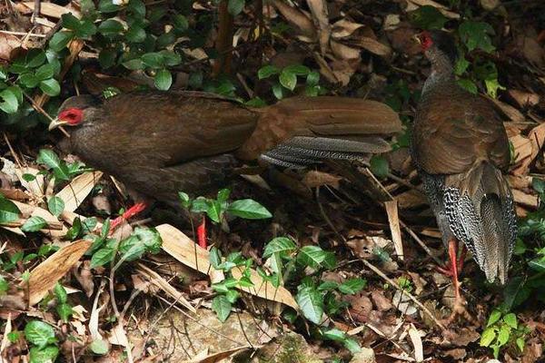 白鷴可以養殖嗎