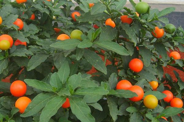 珊瑚豆的養殖方法