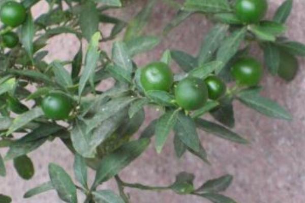 珊瑚豆的養殖方法