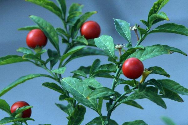 珊瑚豆的養殖方法