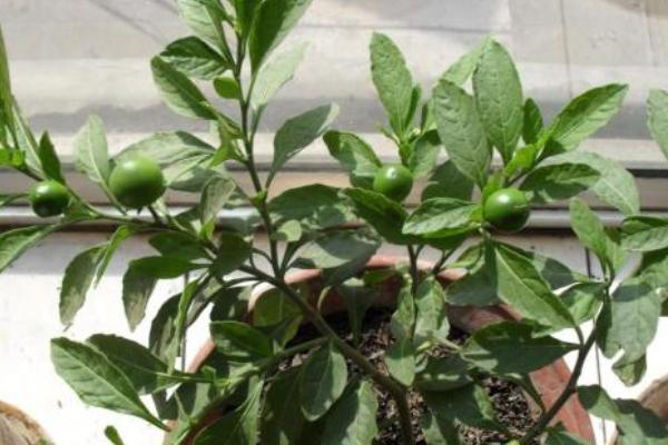 珊瑚豆的養殖方法