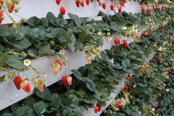 草莓如何施肥更高產(chǎn)