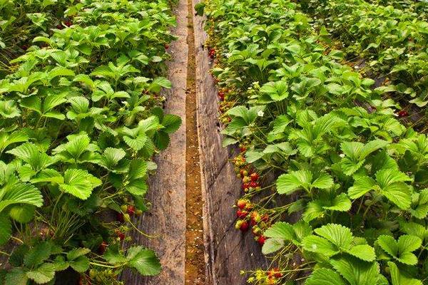 草莓如何施肥更高產(chǎn)