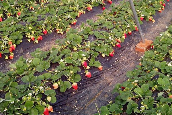 草莓如何施肥更高產(chǎn)