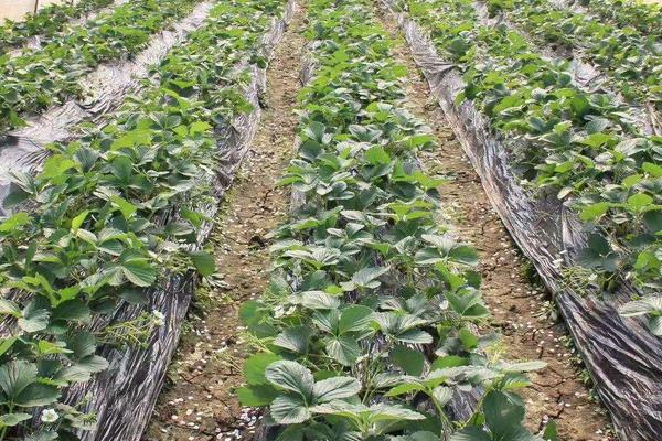 草莓如何施肥更高產(chǎn)