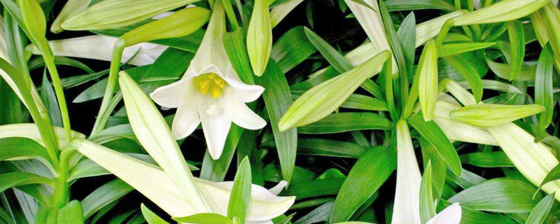 食用百合的種植方法