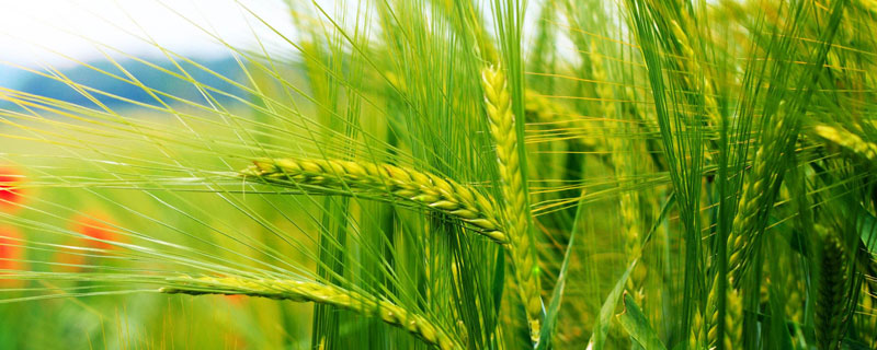 小麥返青肥什么時候施