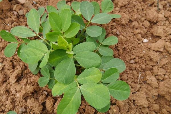 花生種植時間和生長期