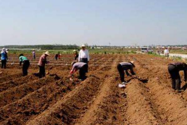 花生種植時間和生長期