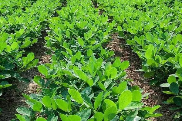 花生種植時間和生長期