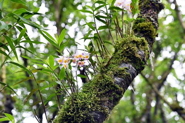 鐵皮石斛和紫皮石斛有什么區(qū)別