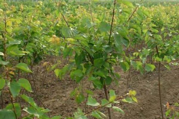 杏樹栽培技術要點