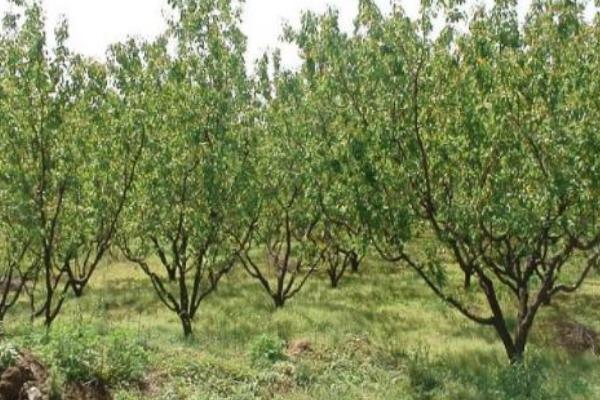 杏樹栽培技術要點