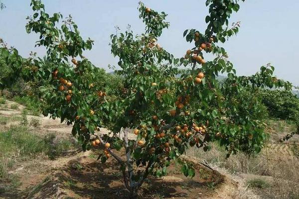 杏樹栽培技術要點