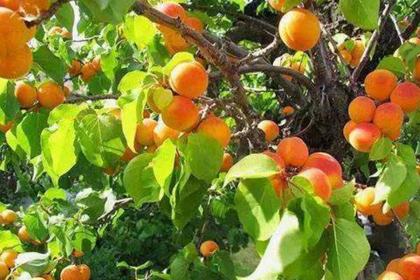 杏樹栽培技術要點