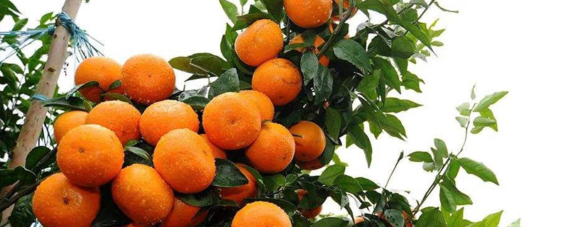 沃柑適合哪些地方種植