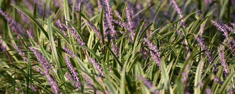 麥冬種植技術及畝收益