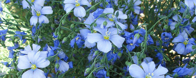 藍花亞麻的種植方法及繁殖方法