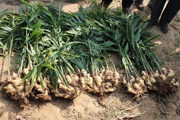 姜的種植方法和時間